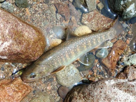 フライ名人とイワナの谷へ